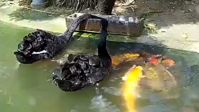 Ciudatenie a naturii! Nici nu-ti poti imagina ce fac aceste lebede negre cu un banc de pesti Koi!