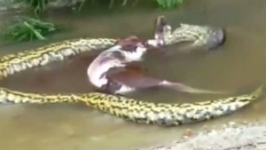 VIDEO / Momente uluitoare! Un câine este prins de un anaconda uriaș, băgat la fundul apei, dar este salvat de niște oameni