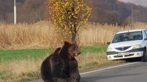 Scrisoarea care a devenit virală după ce ursul care a fost lăsat să agonizeze în Harghita a fost împușcat