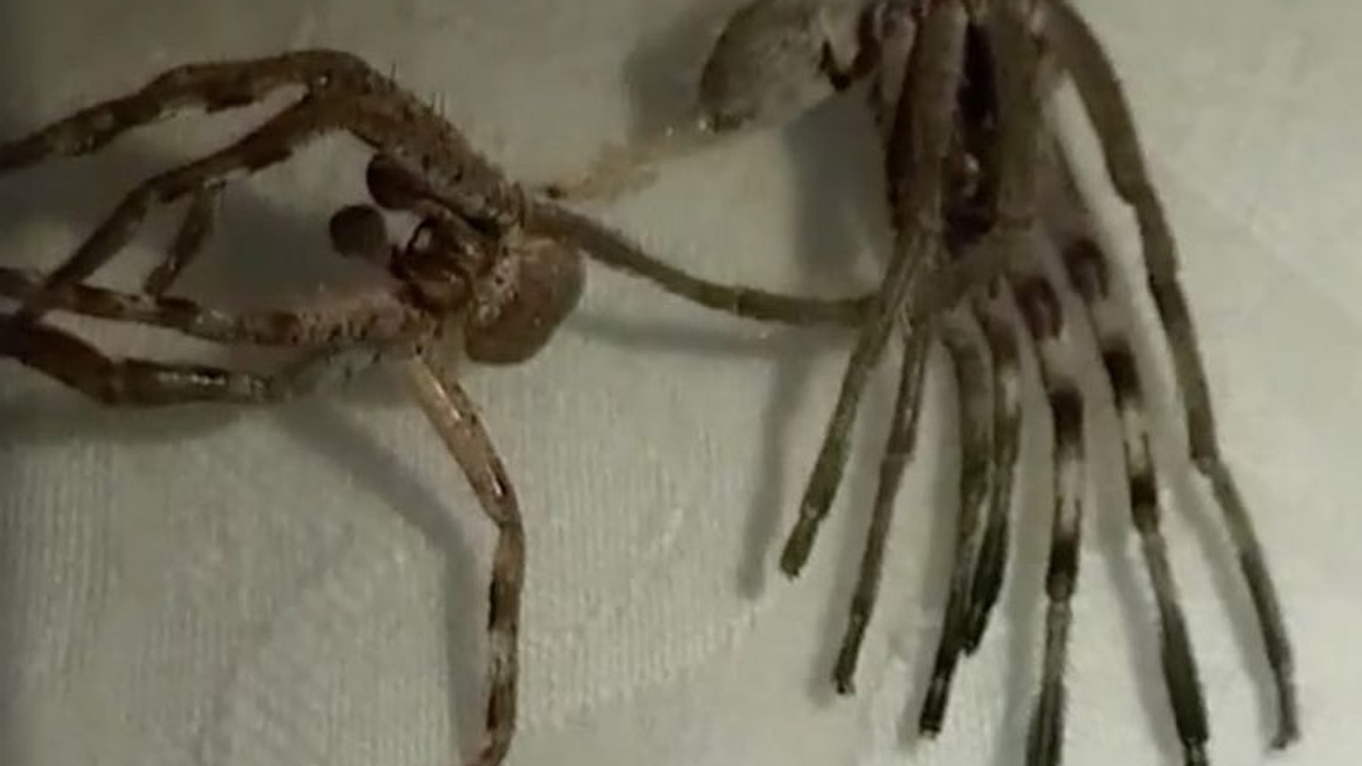 VIDEO / O filmare a şocat milioane de oameni! În imagini apare “o insectă-extraterestră” care are multe picioare