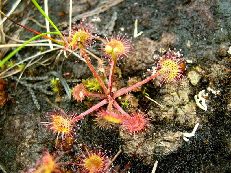 Uimitoarele plante carnivore care cresc în apropiere de Băile Olănești