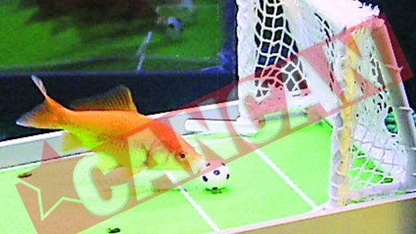 Pestele care joaca fotbal