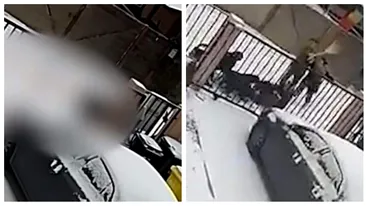 VIDEO șocant. Femeie din Suceava, atacată în plină stradă de patru câini Rottweiler. A ajuns la spital în stare gravă