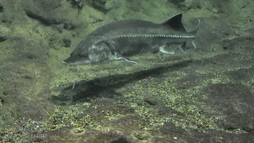 Doi ialomiţeni au prins un morun de 3 metri şi 200 de kilograme! Bărbaţii sunt acuzaţi de braconaj