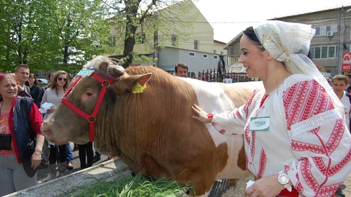 Povestea milionarului Sarcina, cel care a imbracat-o in ie si opinci pe Andreea Marin si a pus-o la coada vacii!