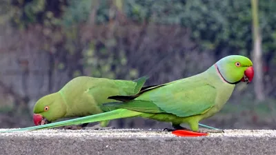 „Turnuri de păsări” purtate pe străzile Mexicului. Oamenii se tem că tradiția lor dispare