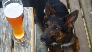 Puțini stăpâni știu acest lucru. Ce se întâmplă, de fapt, dacă un câine bea alcool