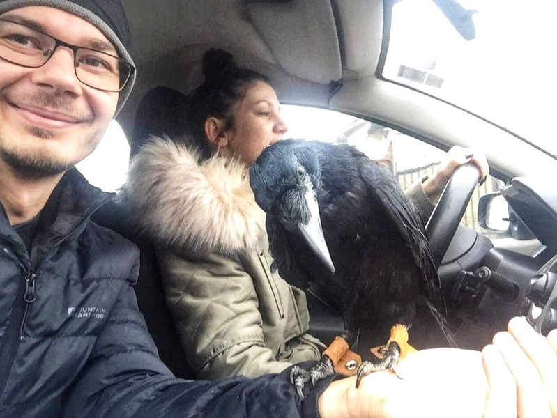 Ce petrecere au dat doi români pentru cioara de companie. Cronco a împlinit 2 ani