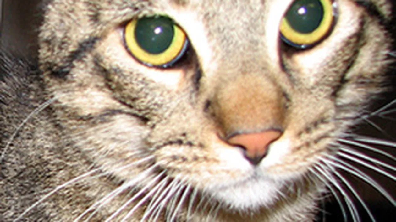 Dementa totala! Un tanar si-a omorat pisica in cuptorul cu microunde pentru ca a inceput sa-i vorbeasca!