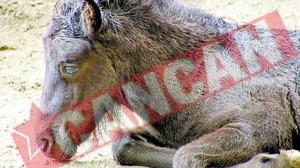 Pericol de contaminare a populatiei cu carne de cal stricata