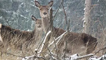 Patru maramureseni risca puscaria pentru ca au impuscat trei caprioare