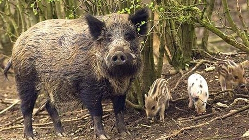 Panica pentru sute de familii cu copii! Porci mistreti intr-un cartier din Bucuresti!