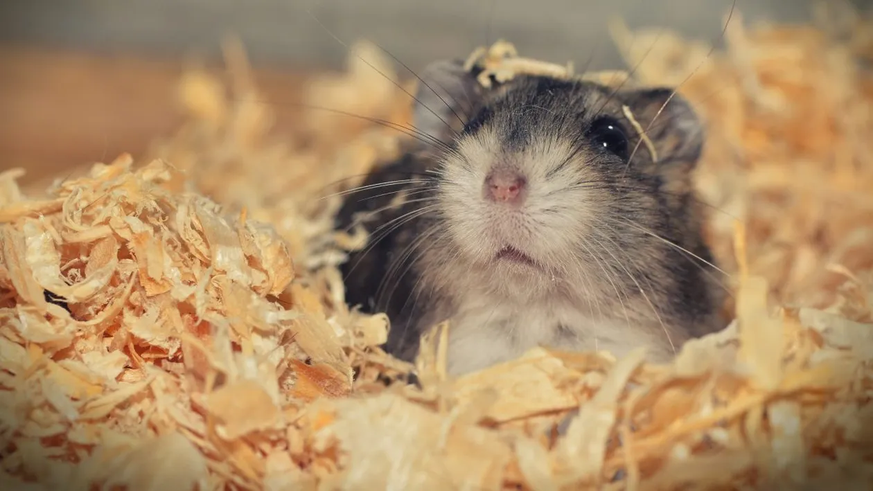 BANC| Mi-am cumpărat un șoricel frumos, hater cred că-i zice