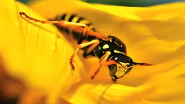 Fotbalistul din România care a dat lovitura în afaceri: „Sunt lipsite de substanțe chimice nocive”