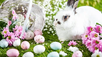 Legenda Iepurașului de Paște: cum a apărut și ce rol are. Povestea lui îți va schimba perspectiva asupra sărbătorii