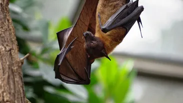 Un virus înrudit cu SARS-CoV-2 a fost descoperit în Marea Britanie. Cât de amenințător este acesta