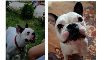 500 de euro recompensă pentru un bulldog francez dispărut: „Zola vrea acasă!”