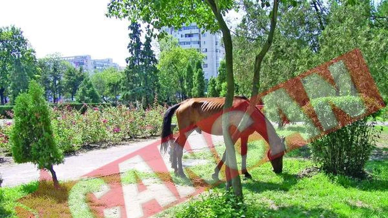 Licitatie pentru caii vagabonzi din Iasi