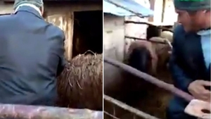 VIDEO / "Aurel, prinde oaia"! Viralul inceputului de an! Ce pateste un barbat intr-un tarc de animale