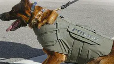 A fost arestat pentru ca a sarutat un caine politist