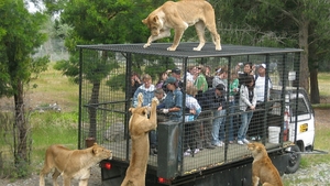 Ce este grădina zoologică "invers" - noul concept prin care oamenii sunt închiși în cuști, contra-cost