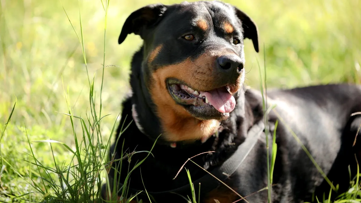(P) Rasa de câini Rottweiler
