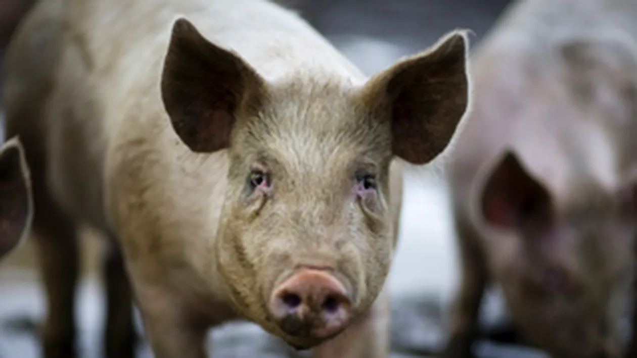 Cadavrele unor porci masacrati au fost gasite pe un camp din Braila!