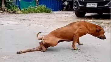 Imagini colosale! Un câine maidanez se preface că are piciorul rupt pentru a cerși o mângâiere sau ceva de mâncare! Reacția lui după ce le primește VIDEO