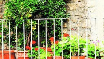 Cand e vremea sa scoti plantele afara la aer