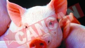 Oamenii de stiinta au creat purcelul care miroase frumos