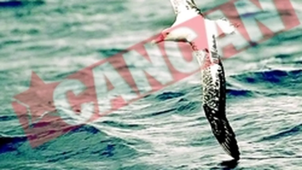 Albatros bolnav de dragoste