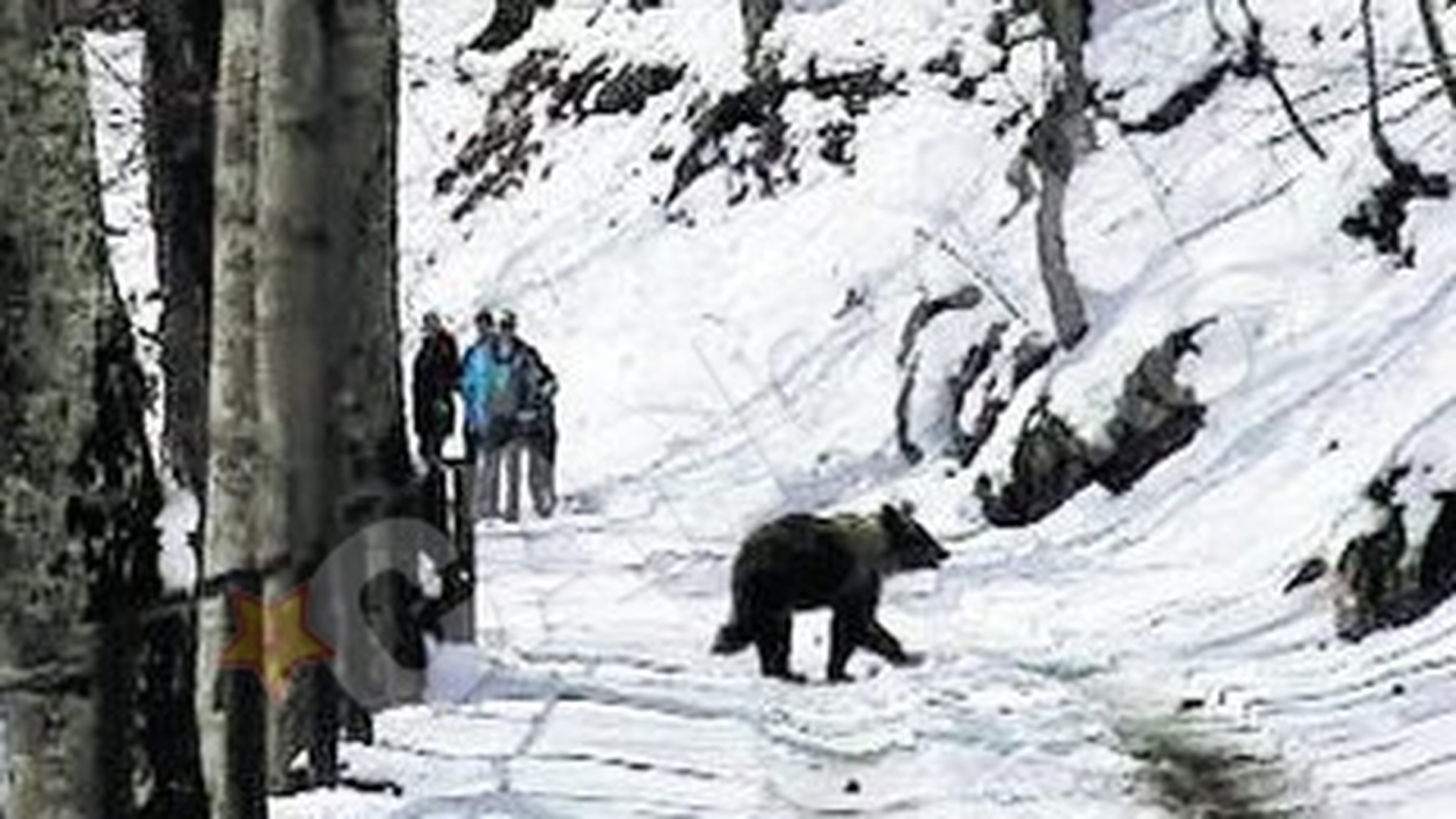 A crezut ca ursul e de plus!
