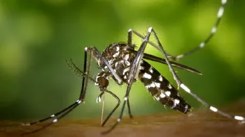 Un nou caz de infecție cu virusul West Nile. O tânără de 22 de ani din Vaslui are simptome neurologice grave