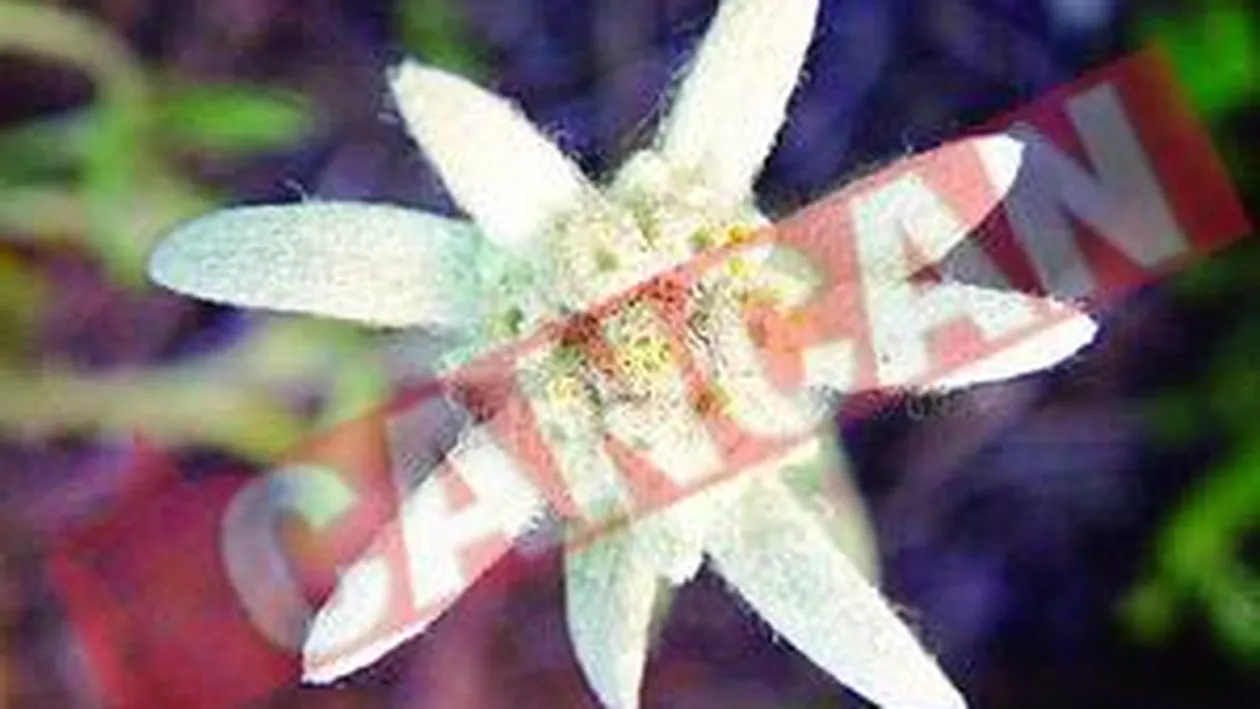 Ultima fita: flori-de-colt pe mesele avutilor