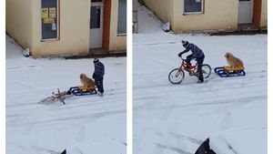 Imagini emoționante filmate în România. Dragostea nu cunoaște limite! Un câine este tras de un copil pe bicicletă. VIDEO