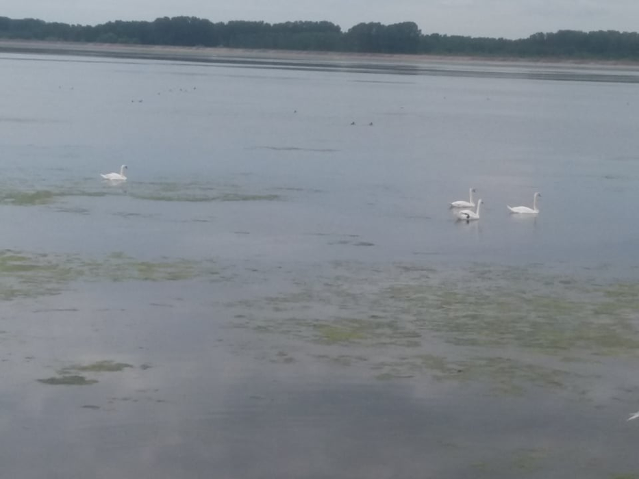 Păsările din Delta Olteniei s-ar fi înmulțit spectaculos în ultimii ani