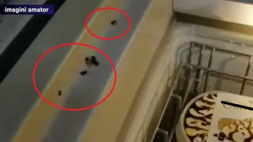Spaimă într-un magazin din Capitală! Ce a apărut pe un frigider, a doua zi după dezinsecție