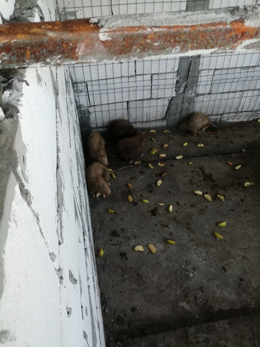 Nutrille lui Dincă au murit una câte una