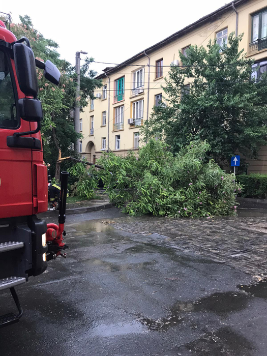 Furtună puternică în Tulcea. Pomii au căzut peste mai multe mașini staționate. FOTO