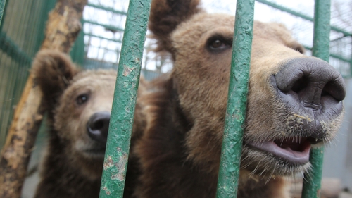 Ursul lui Nutu a ajuns sub bisturiul medicilor! Baloo a fost operat la gat, apoi castrat!