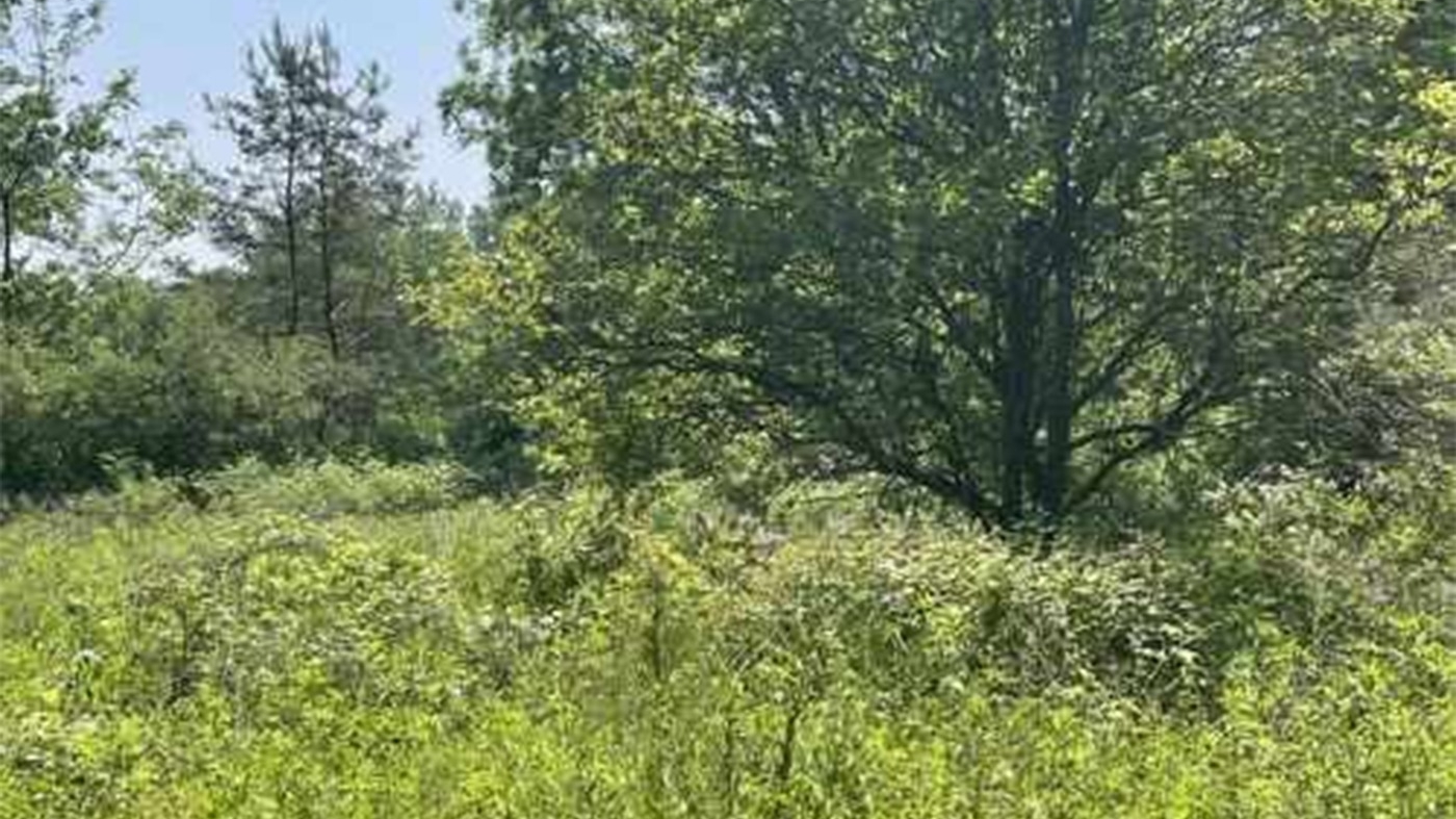 Iluzie optică virală | Aflați unde se ascunde cerbul în pădure!