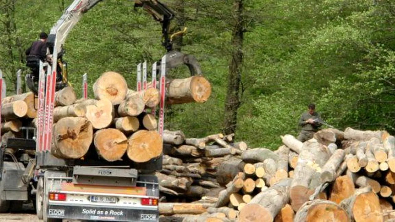 Romsilva a obținut anularea unei hotărâri de retrocedare către urmașii unui baron horthyst a 9000 ha de pădure în județul Mureș