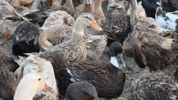 Un bărbat a descoperit aur în stomacul unei rațe. Cine va avea dreptul să păstreze metalul prețios