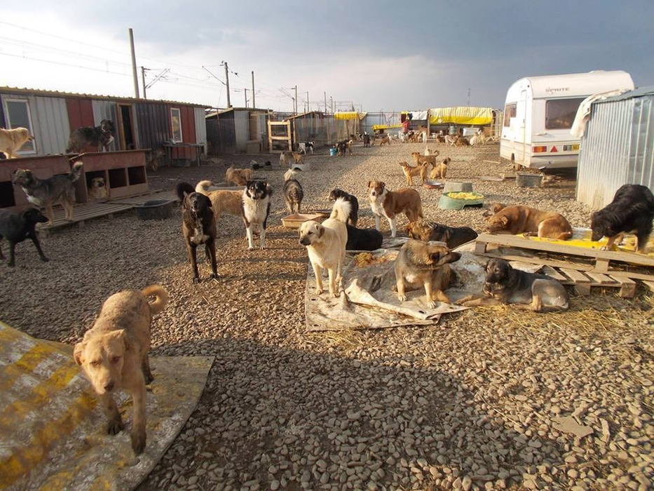 Câinii salvați de Maria ajung să fie adoptați și în străinătate