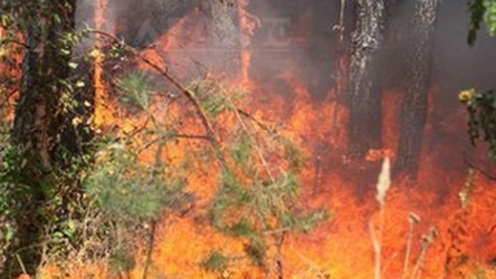 Incendiu de vegetatie in Parcul Tineretului! Nu sunt persoane ranite