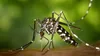 Un nou caz de infecție cu virusul West Nile. O tânără de 22 de ani din Vaslui are simptome neurologice grave
