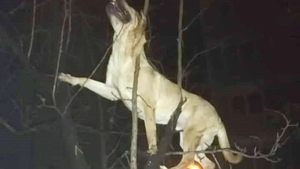 Cutremurător. Câine aruncat pe geam de la etajul 4. Patrupedul a căzut într-un pom