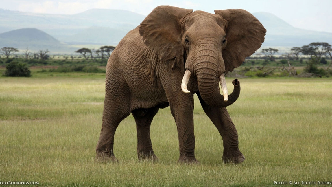 O turistă din Germania a murit într-un safari. Femeia a fost călcată în picioare de un elefant
