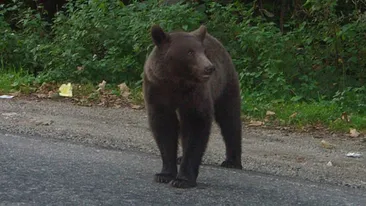 S-a luat la luptă cu ursul! Un bărbat din Argeş a fost atacat de animal după ce a încercat să-l omoare