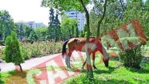 Licitatie pentru caii vagabonzi din Iasi